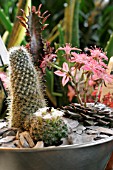 MIXED CACTI IN CONTAINER