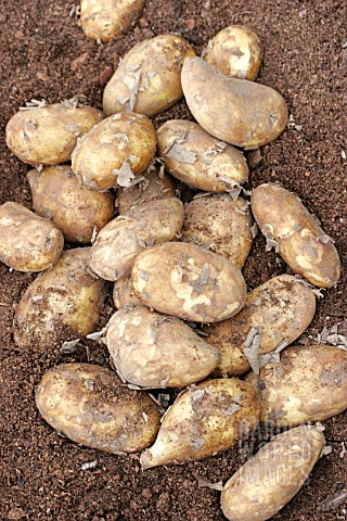 JERSEY_ROYAL_POTATOES_JUST_HARVESTED