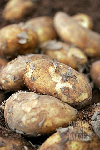 JERSEY_ROYAL_POTATOES_JUST_HARVESTED