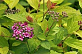 SPIREA JAPONICA GOLDEN PRINCESS