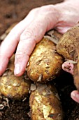 JERSEY ROYAL POTATOES JUST HARVESTED