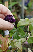 DEADHEADING CLEMATIS