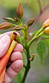 DEADHEADING CAMPSIS