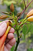 DEADHEADING CAMPSIS