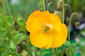 PAPAVER NUDICAULE GARDEN GNOME