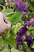 DEADHEADING CLEMATIS