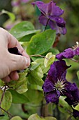 DEADHEADING CLEMATIS