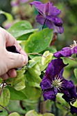 DEADHEADING CLEMATIS