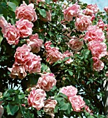 ROSA MADAME GREGOIRE STAECHELIN (HT), (ROSE ROSE MADAME GREGOIRE STAECHELIN)