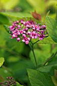 SPIREA JAPONICA GOLDEN PRINCESS