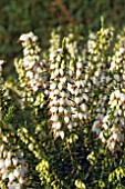 ERICA x DARLEYENSIS KATIA