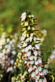 ERICA x DARLEYENSIS KATIA