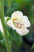 DIGITALIS CAMELOT CREAM