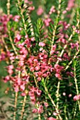 ERICA x GRIFFITHSII JACQUELINE