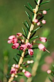 ERICA x GRIFFITHSII JACQUELINE