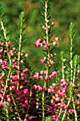 ERICA x GRIFFITHSII JACQUELINE