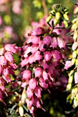 ERICA x DARLEYENSIS LENA