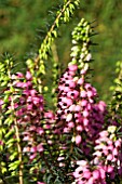 ERICA x DARLEYENSIS LENA