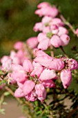 ERICA x WILLIAMSII PINK PACIFIC