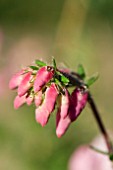 ERICA x WILLIAMSII PINK PACIFIC