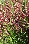 CALLUNA VULGARIS JULIANA