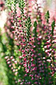 CALLUNA VULGARIS JULIANA