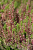 CALLUNA VULGARIS JULIANA