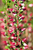 CALLUNA VULGARIS JULIANA