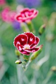 DIANTHUS QUEEN OF HENRI