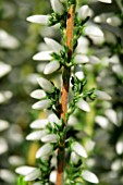 CALLUNA VULGARIS HELENA