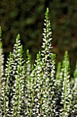 CALLUNA VULGARIS HELENA