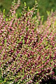 CALLUNA VULGARIS JETTE