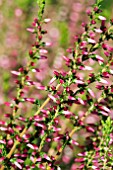 CALLUNA VULGARIS JETTE