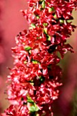 CALLUNA VULGARIS RED BEAUTY