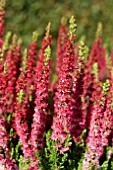 CALLUNA VULGARIS RED BEAUTY