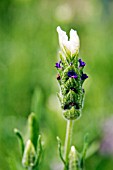 LAVANDULA STOECHAS BLUEBERRIES AND CREAM