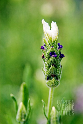 LAVANDULA_STOECHAS_BLUEBERRIES_AND_CREAM