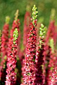 CALLUNA VULGARIS RED BEAUTY