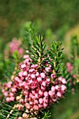 ERICA VAGANS KEIRA