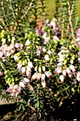 ERICA ERIGENA GLAUCA