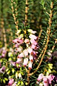 ERICA ERIGENA GLAUCA