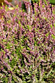 CALLUNA SP.