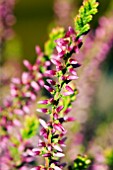 CALLUNA SP.