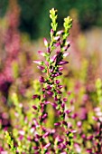 CALLUNA SP.