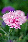 DIANTHUS WHATFIELD CAN CAN
