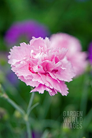 DIANTHUS_WHATFIELD_CAN_CAN