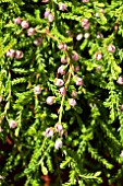 CALLUNA SP.