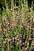 ERICA MULTIFLORA