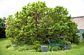 MORUS NIGRA AT GAINSBOROUGHS HOUSE GARDEN, SUDBURY. BIRTHPLACE OF THOMAS GAINSBOROUGH.