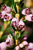 ERICA MULTIFLORA